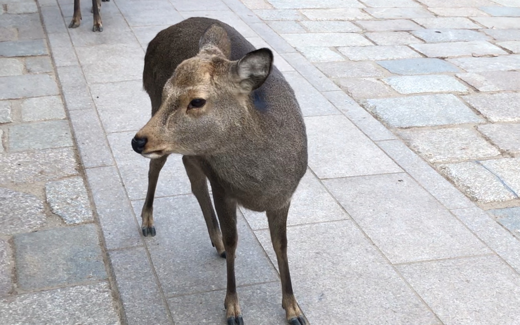 onmyway奈良公园一直在鞠躬的小鹿