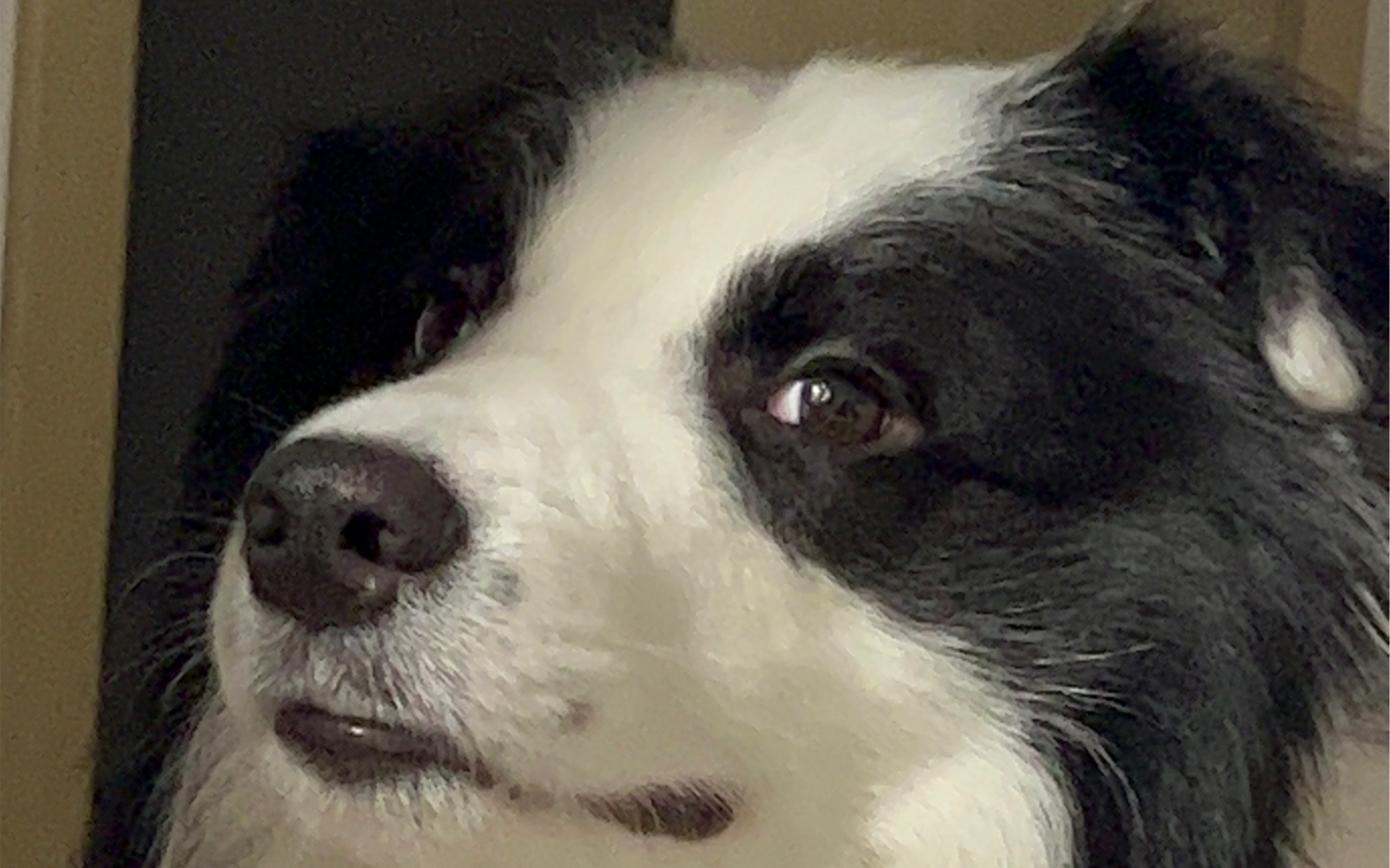 表情包!臭屁小狗!