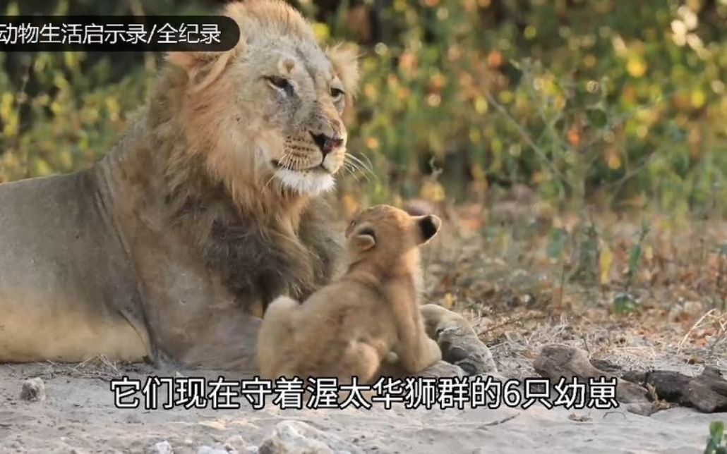 图贝拉雄狮联盟统治基础稳固六只幼崽健康成长期待狮群复兴