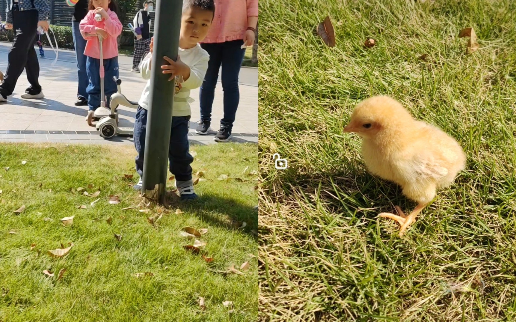 小区小朋友羞羞的躲在杆子后面看小鸡
