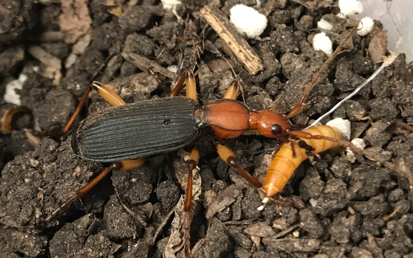 盔步甲捕食面包虫