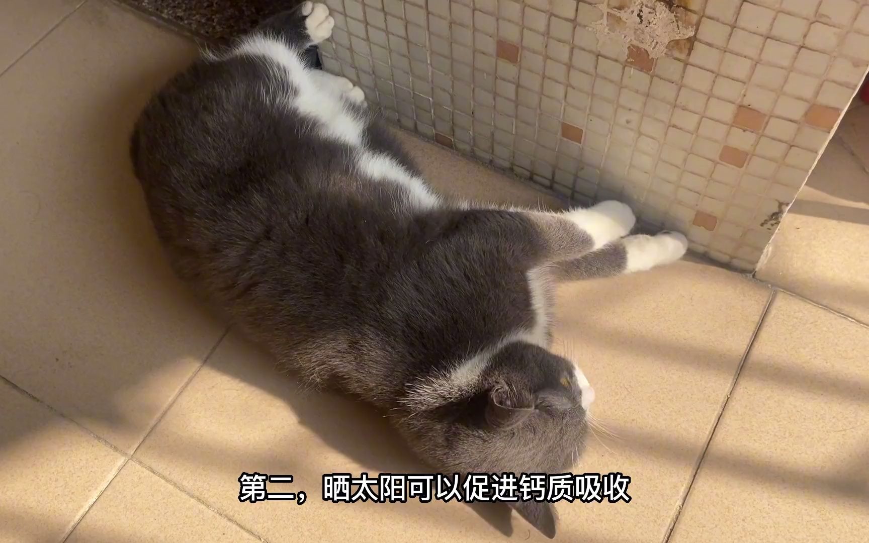 【猫咪养成】猫咪定期晒太阳的3大好处哔哩哔哩bilibili