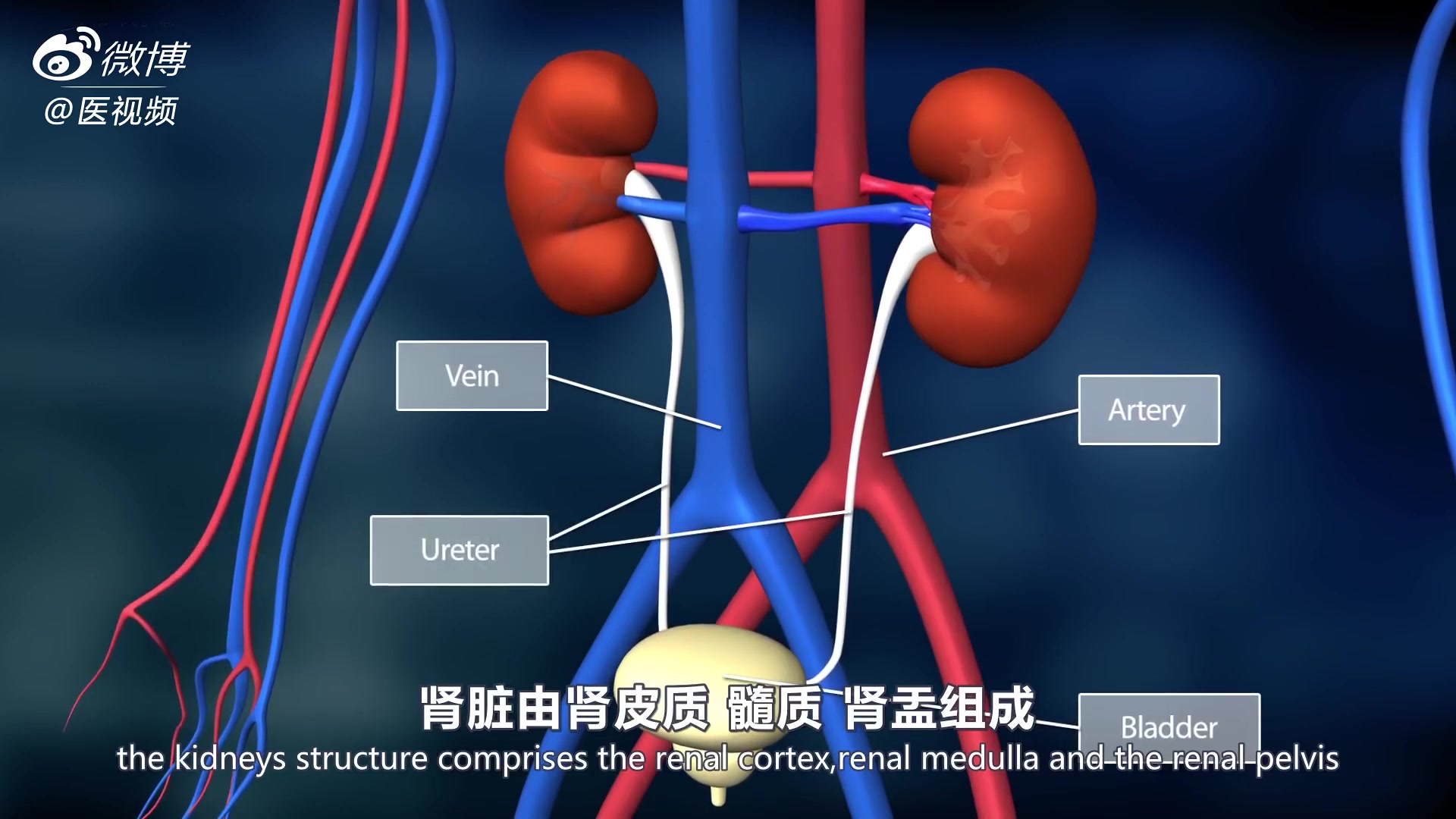 [图]3D医学动画：《肾脏-人体的污水处理厂》