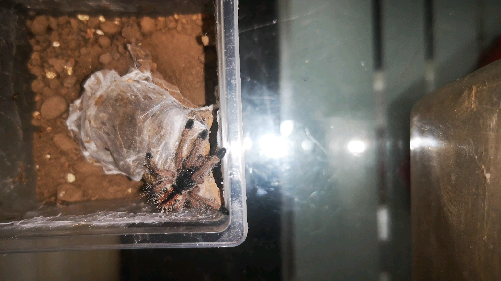 巴西蓝绿粉趾大幼体捕食面包虫蛹极致4k体验