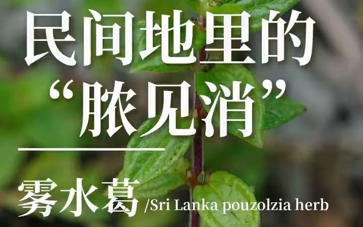 当地特别有名的"脓见消,也被称为土人参