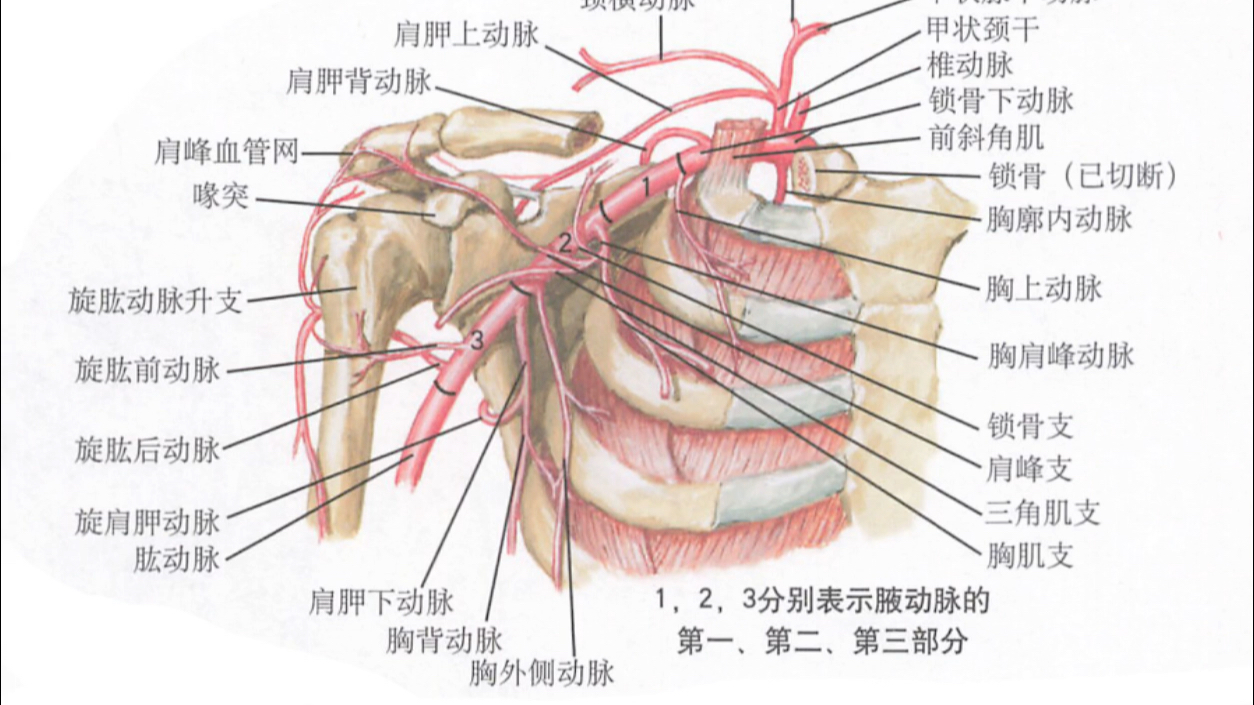 腋动脉的体表投影图片