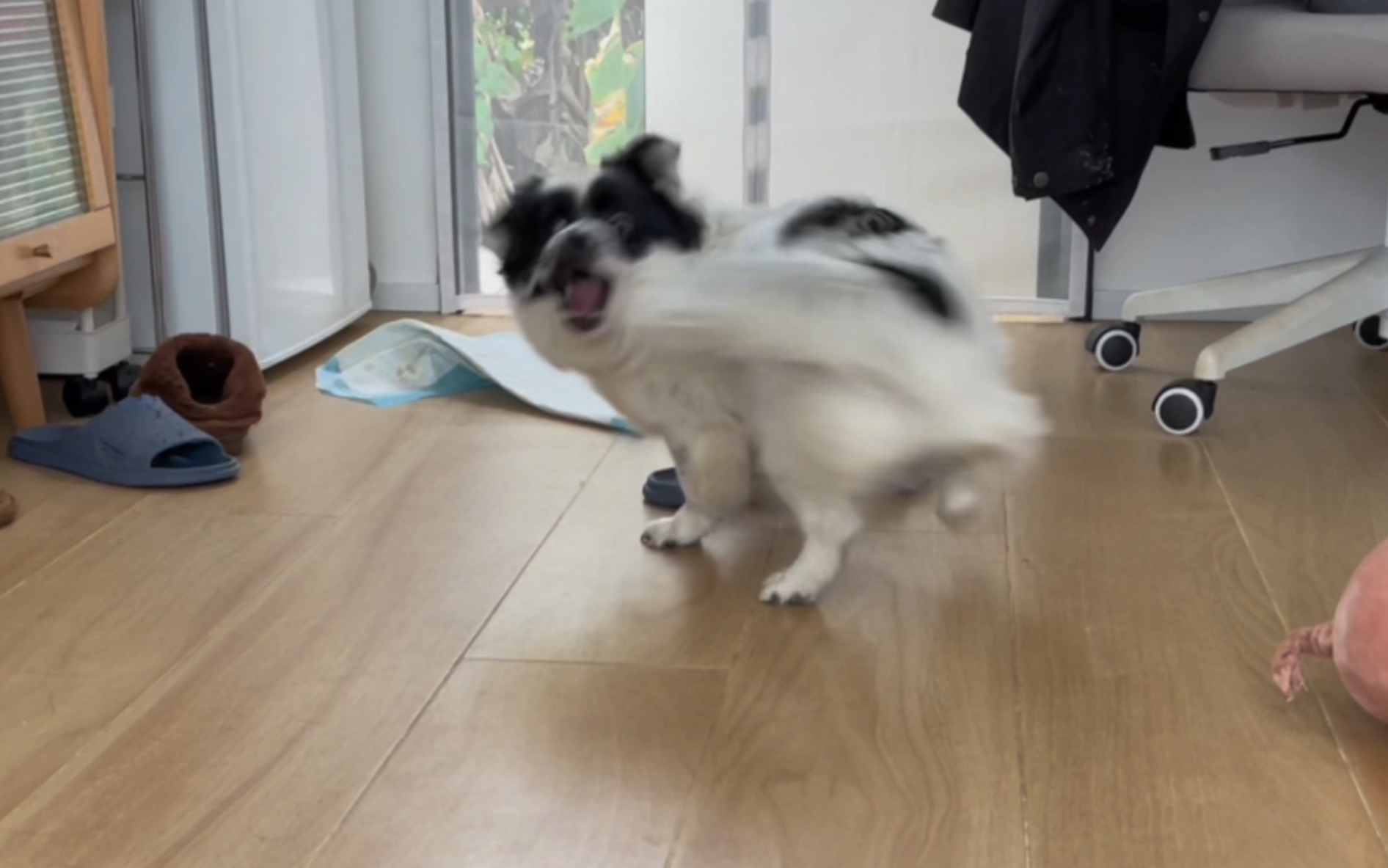 不要不开心,来看小狗转圈吧