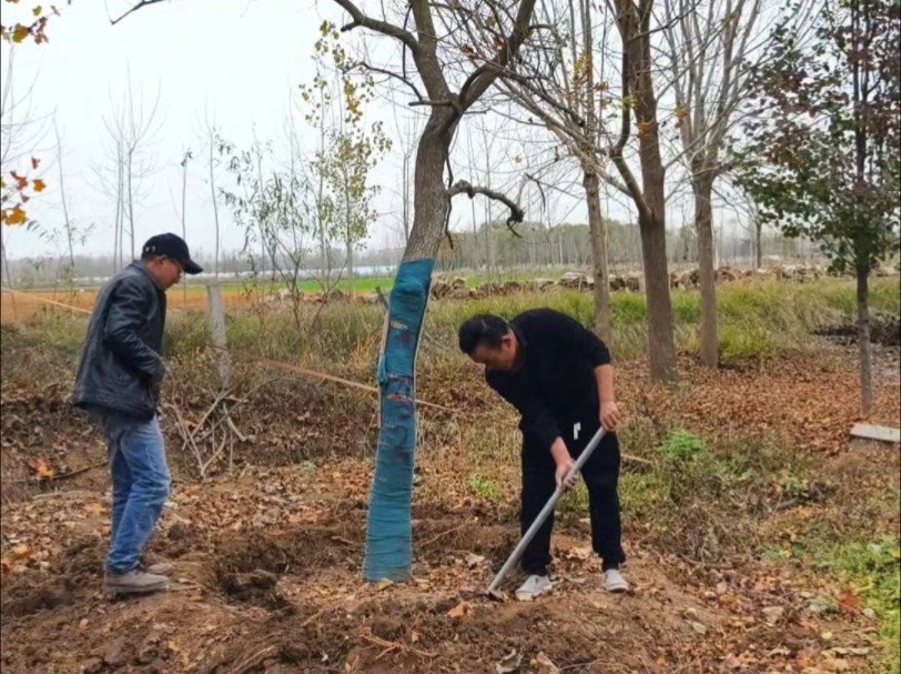 乌桕树 金叶复叶槭 娜塔栎 垂丝海棠四个品种苗木发往陕西宝鸡.哔哩哔哩bilibili