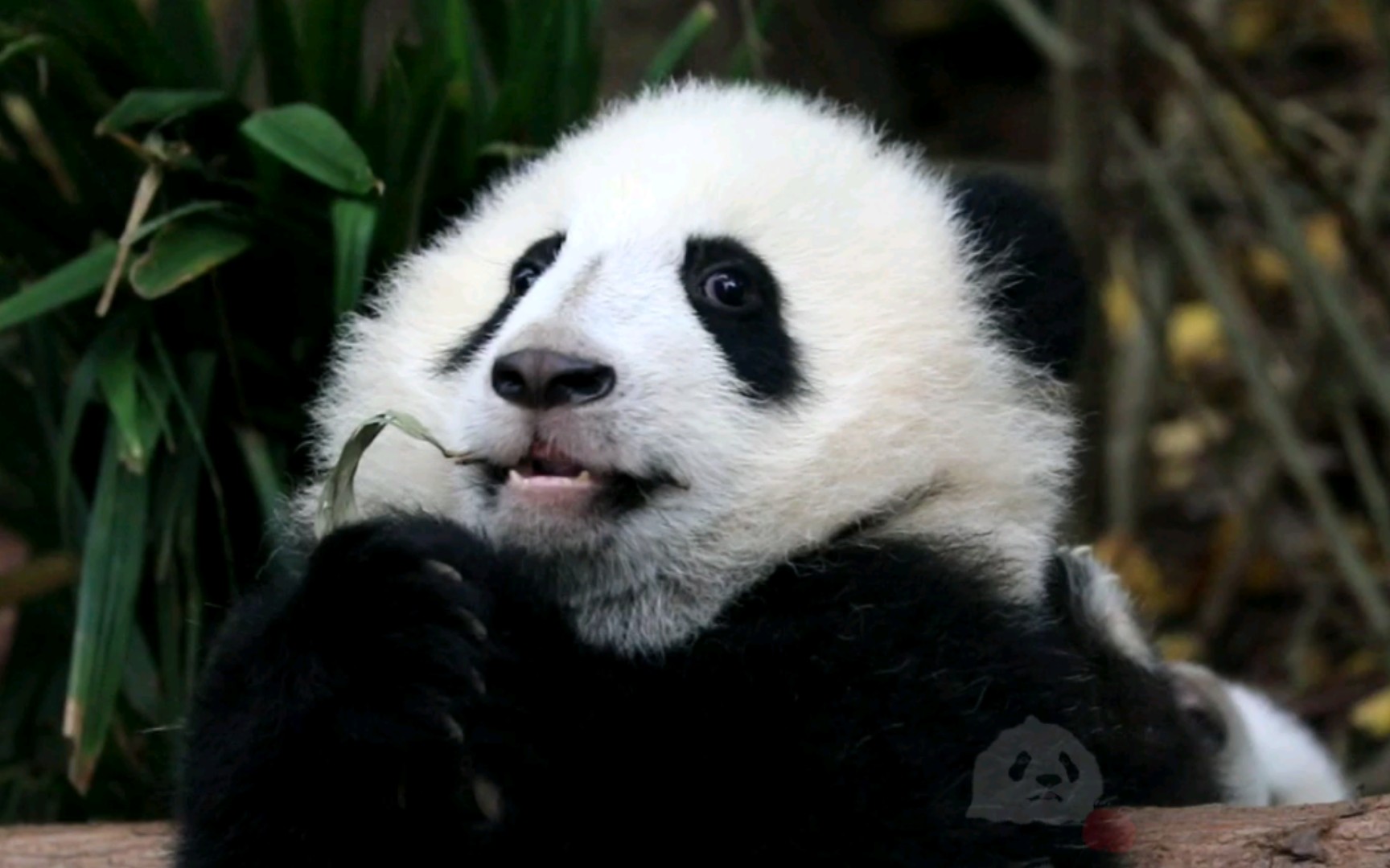 活动  【大熊猫和叶】敬业的小不点熊猫,半蹲着坐,正脸啃叶子卖萌营业