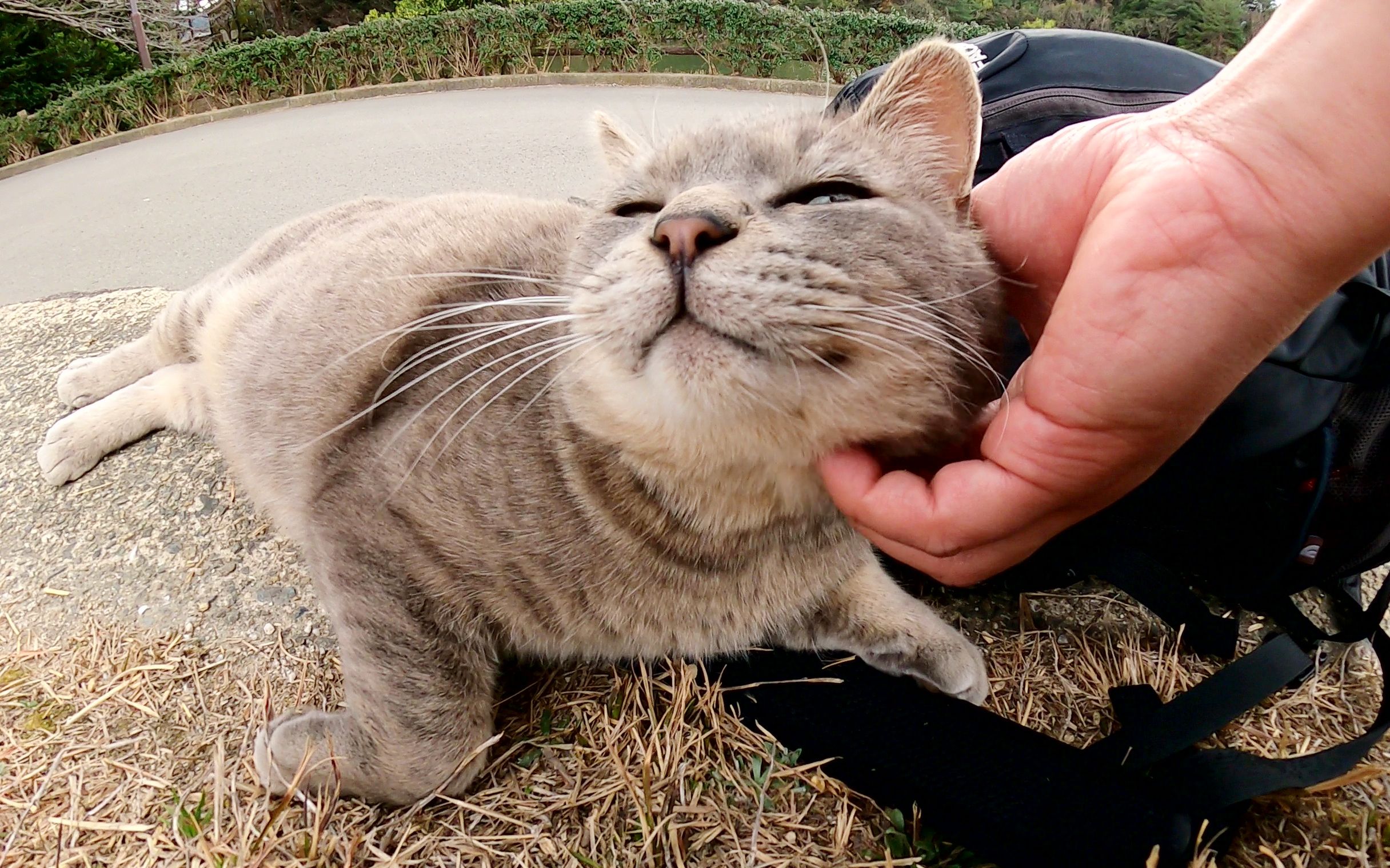 一只肥灰色的猫用背包作为垫子放松哔哩哔哩bilibili