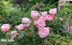 Télécharger la video: [中字]丹麦爷爷主屋前花境，八月份的美景，狗狗也好可爱~！| The border behind the greenhouse in August