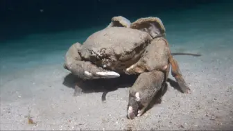 鱼类识别之：海绵蟹🦀很笨拙的样子。