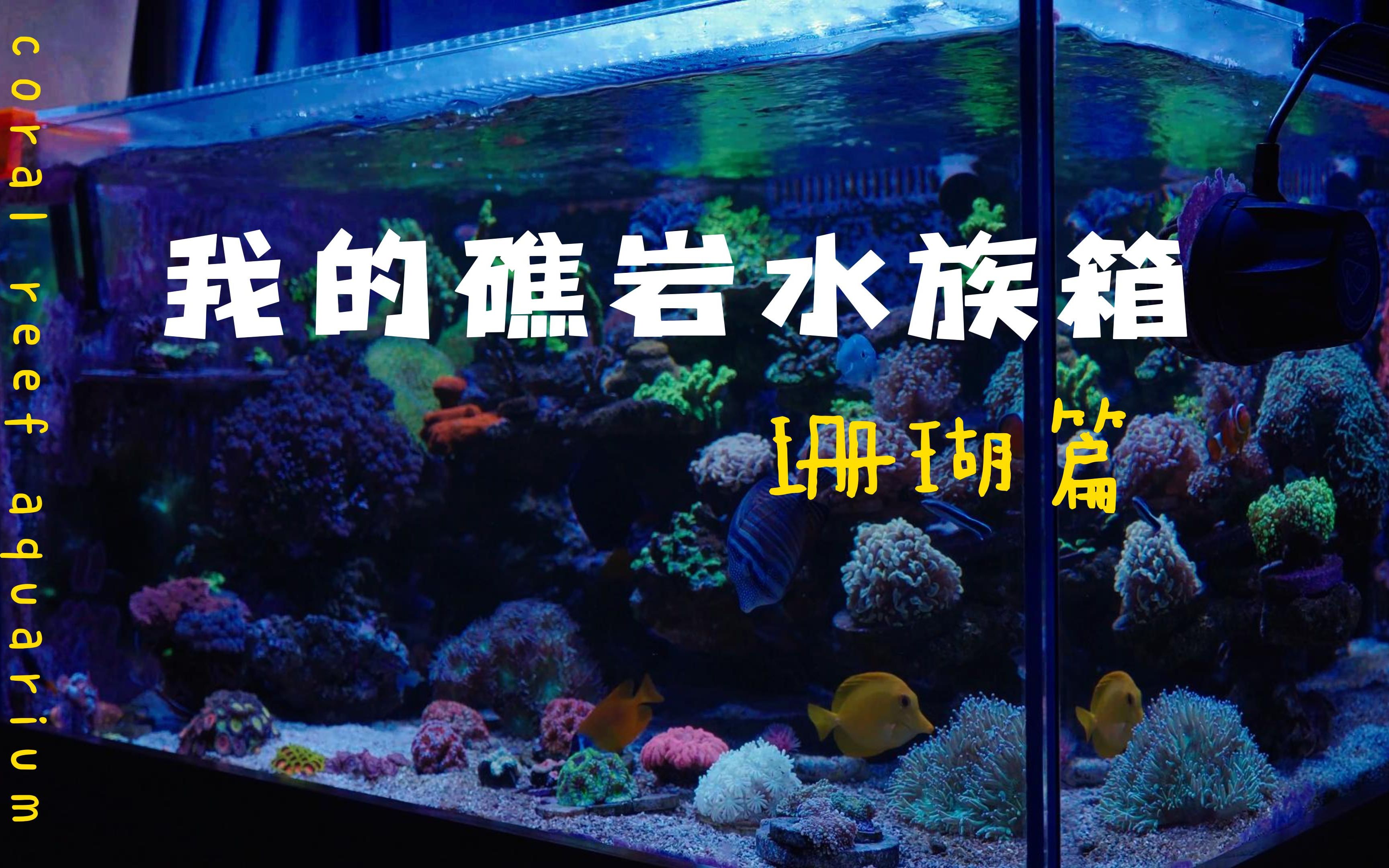 我的礁岩水族箱珊瑚篇哔哩哔哩bilibili