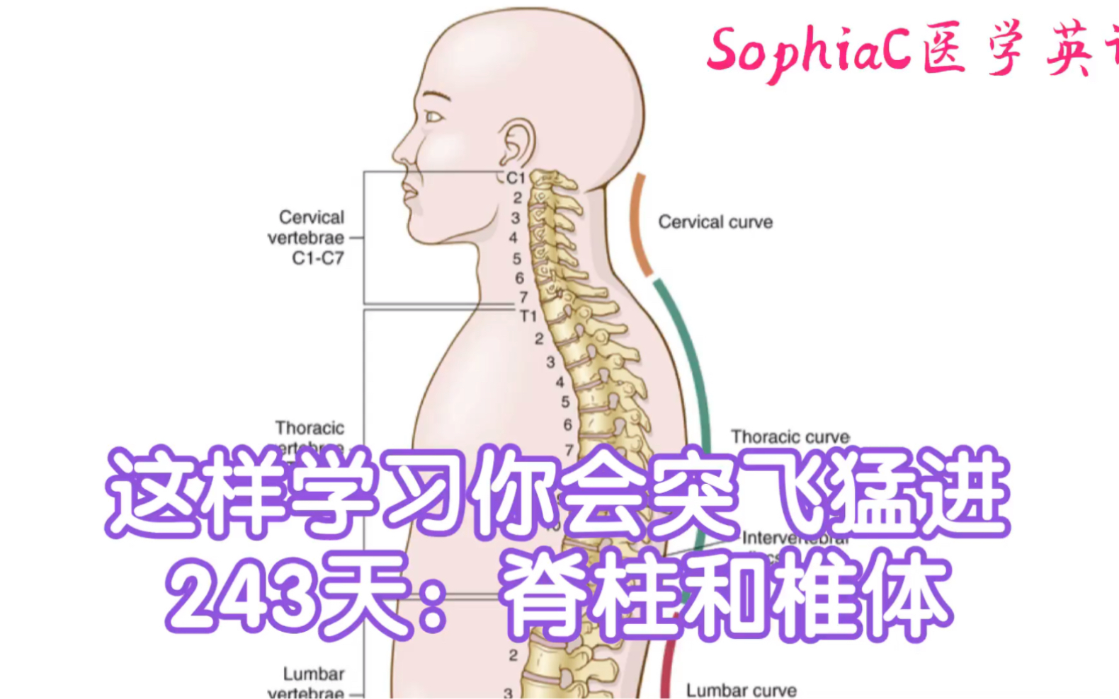 医学英语|这样学习你会突飞猛进系列,243天:脊柱和椎体的结构.哔哩哔哩bilibili