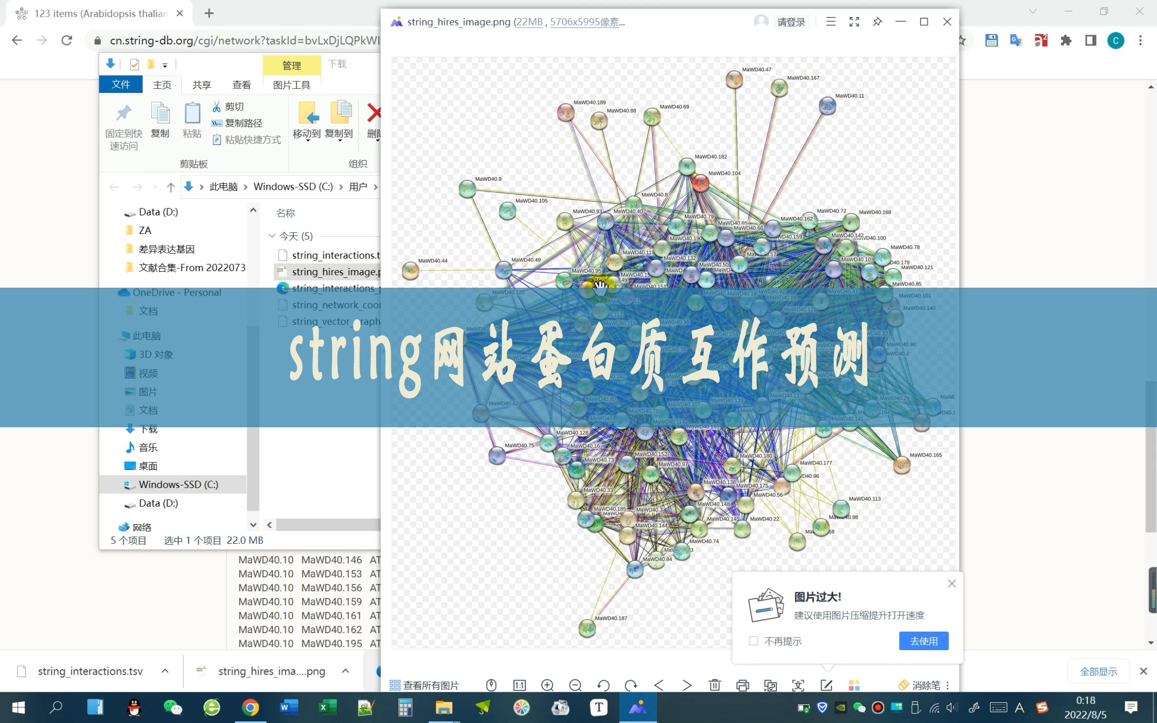 string网站蛋白质互作预测哔哩哔哩bilibili