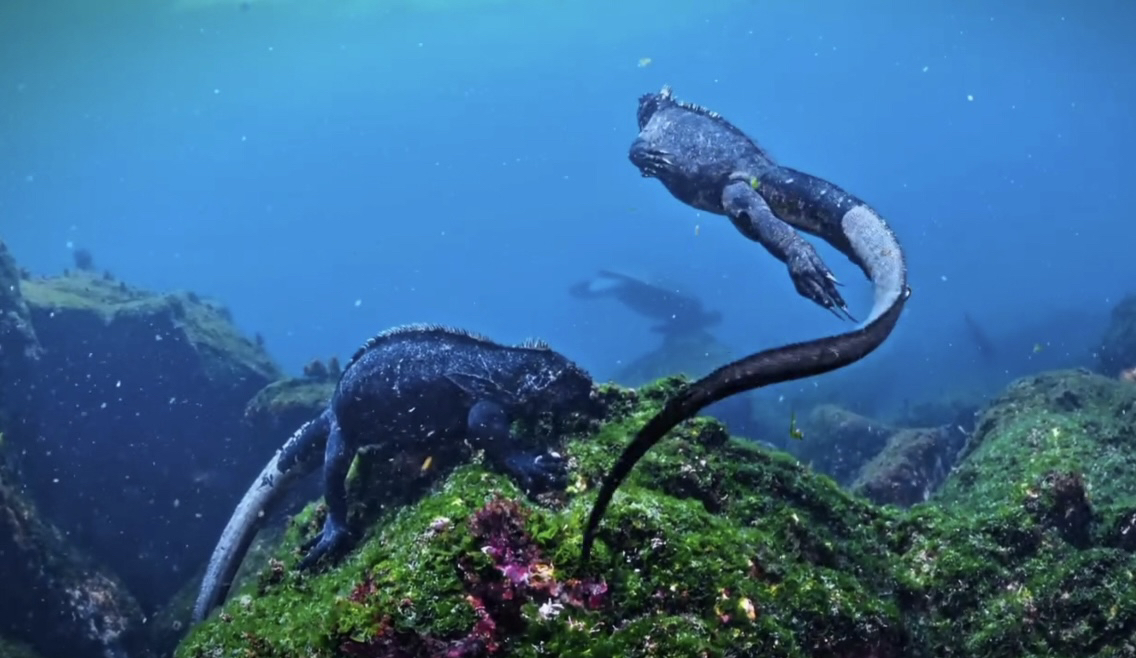 "吃素的恐龙",是仅出没在厄瓜多尔科隆群岛的鬣蜥科物种,独有在海中