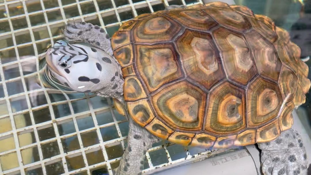 看看一个白豹子吧,白皮金壳豹子钻纹龟.