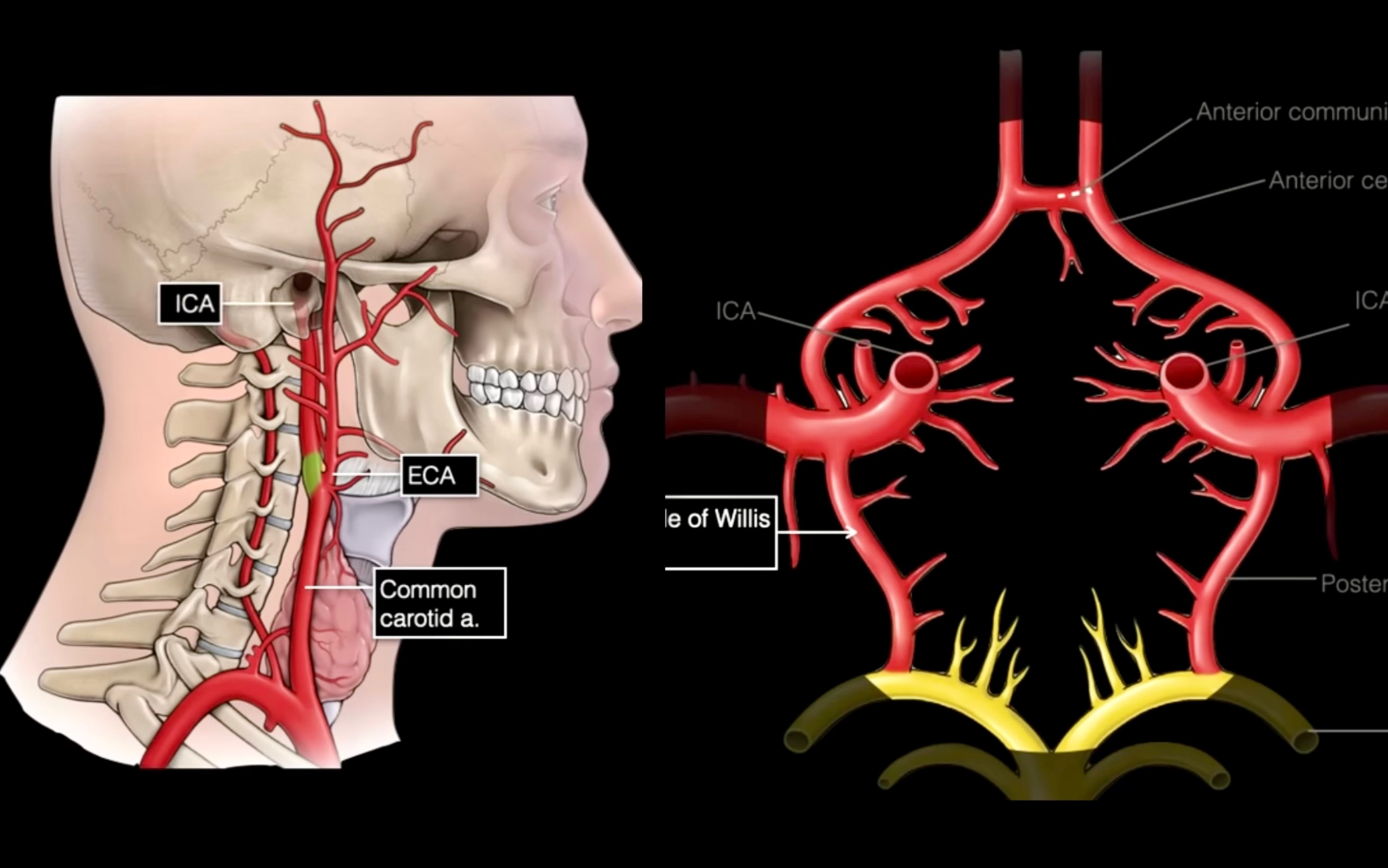 【神经系统解剖学】大脑的血液供应 | 颈内动脉系和椎基底动脉系 | 前循环 后循环 | Willis环 | 医学双语哔哩哔哩bilibili