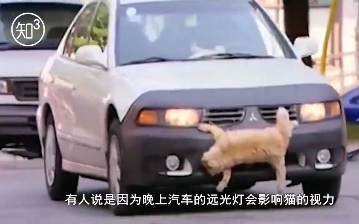 [图]为什么公路总能看到碾死的猫，而狗子却很少？看完真让人心疼！