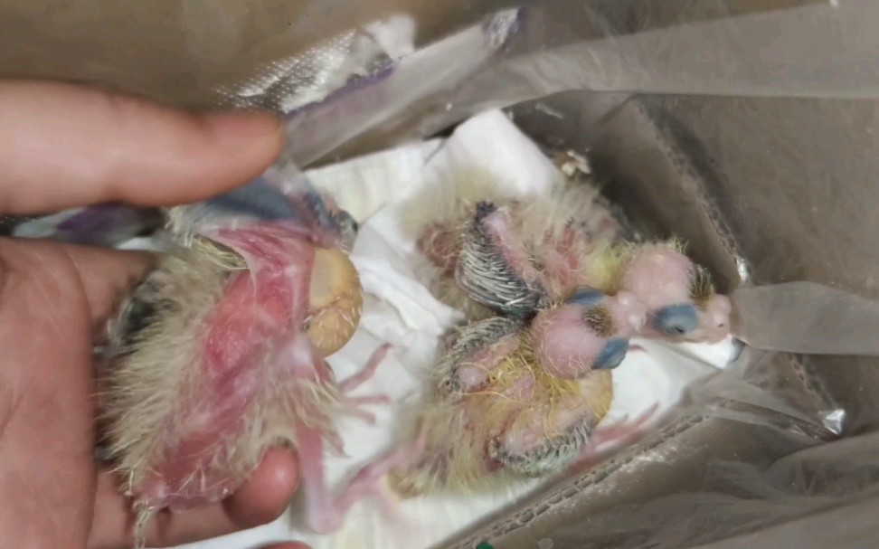 看一下生病的小玄凤,肚子开始长毛了,加油