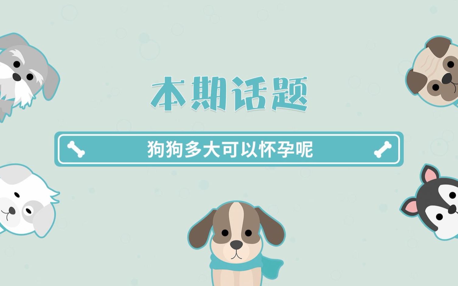 狗狗多大可以怀孕呢哔哩哔哩bilibili