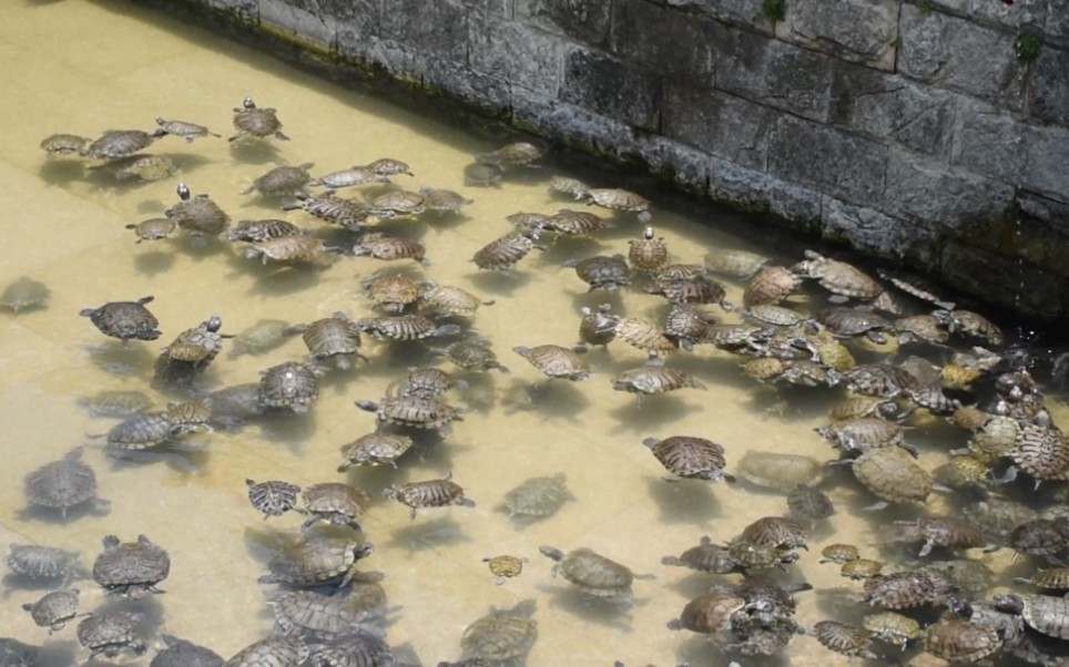 【放生池】走进凤凰山放生池,看看龟龟们的生活环境