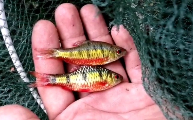 我认为这是全网最美的红腹小鲃你同意吗