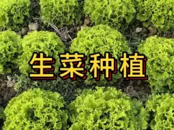 Video herunterladen: 生菜什么时候种植最好