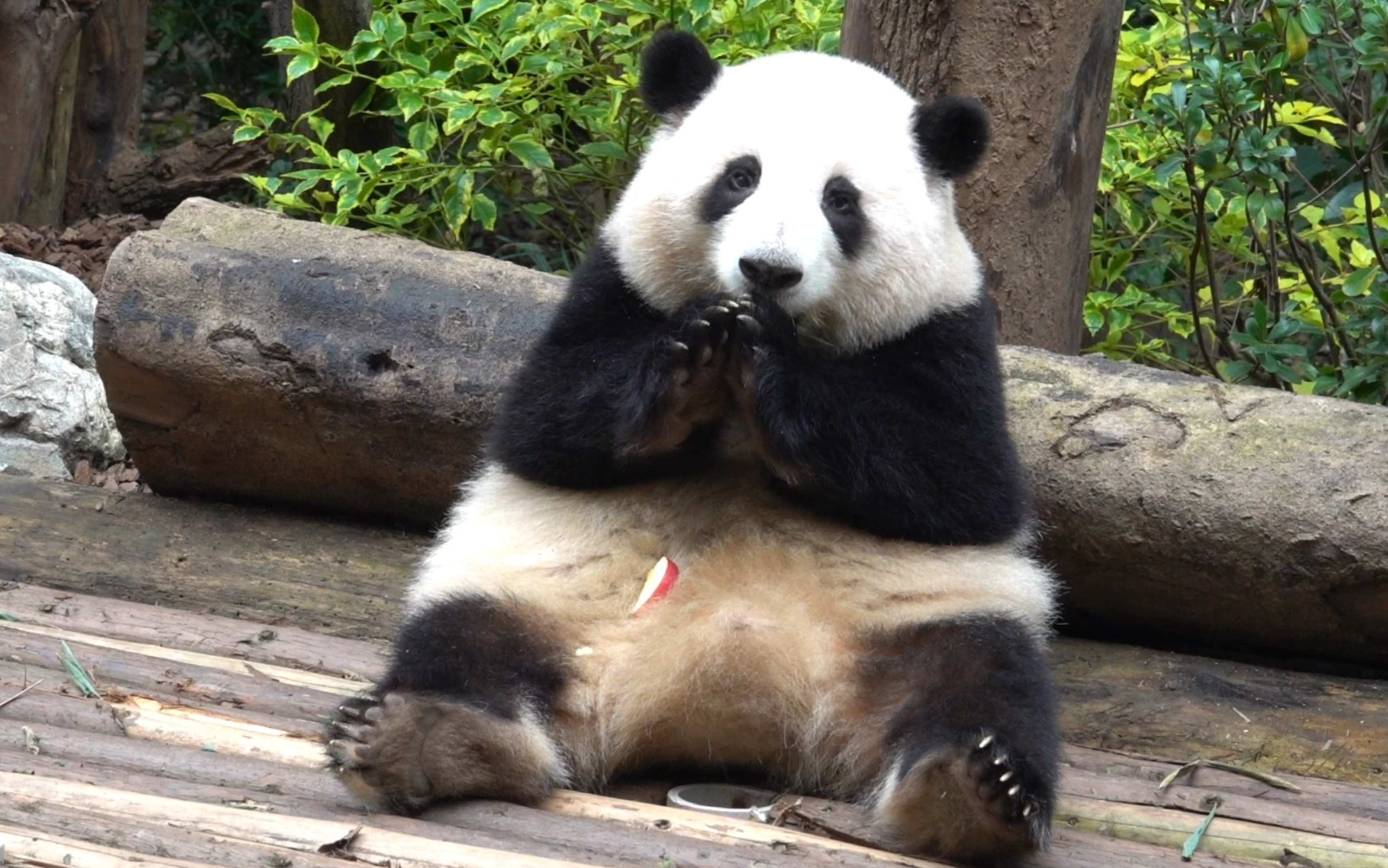 11.20谭爷爷日常带花花上班,花花看着爷爷摆了好多桌果果,好开心06