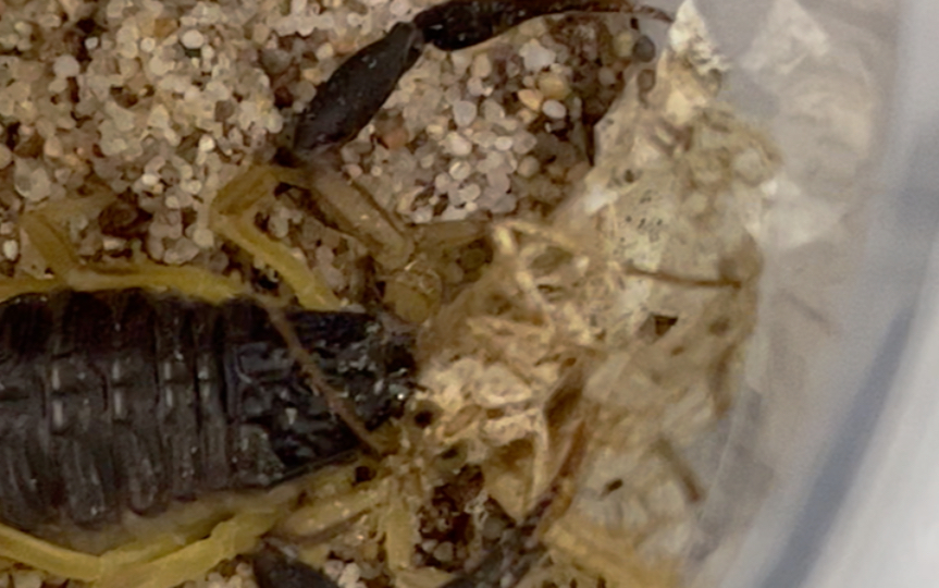 活动作品伊朗黑尾鳄背蝎捕食咀嚼飞蛾