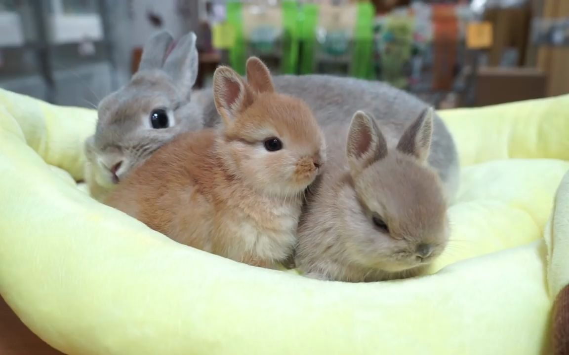 刚出生27天的小兔子和兔子妈妈,软软的一定很好摸