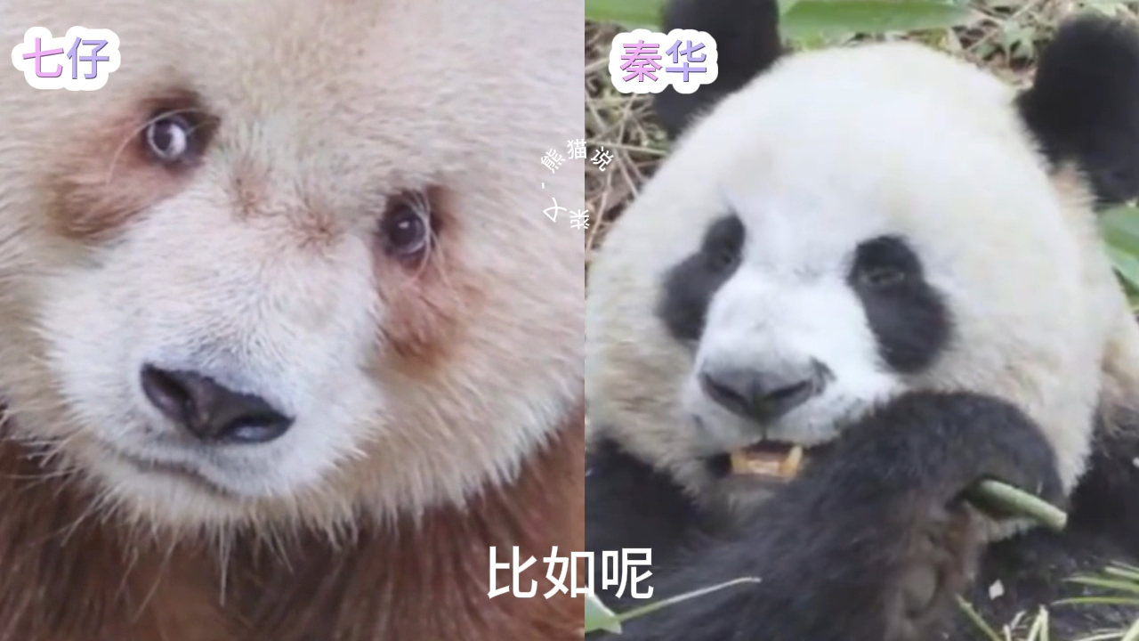 问:七仔jia秦华一共多少个心眼子