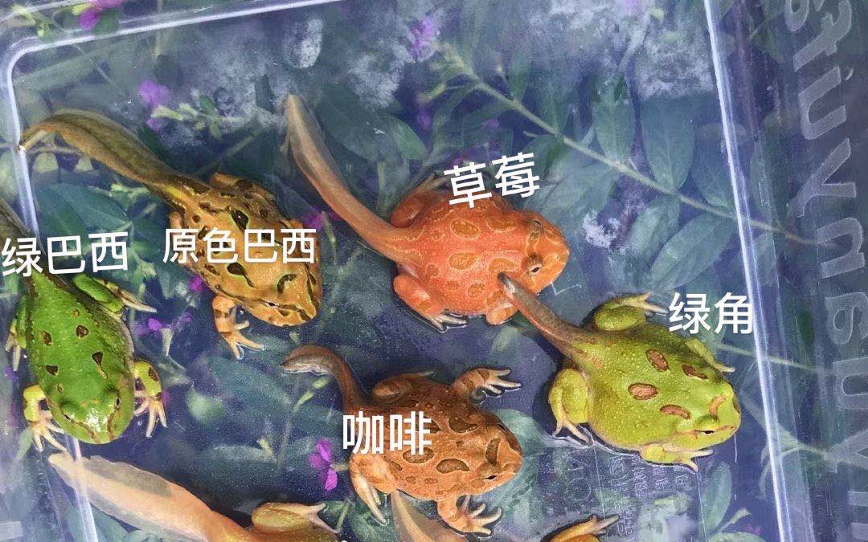 第一次角蛙繁殖后蝌蚪成长记录第678910天日常记录