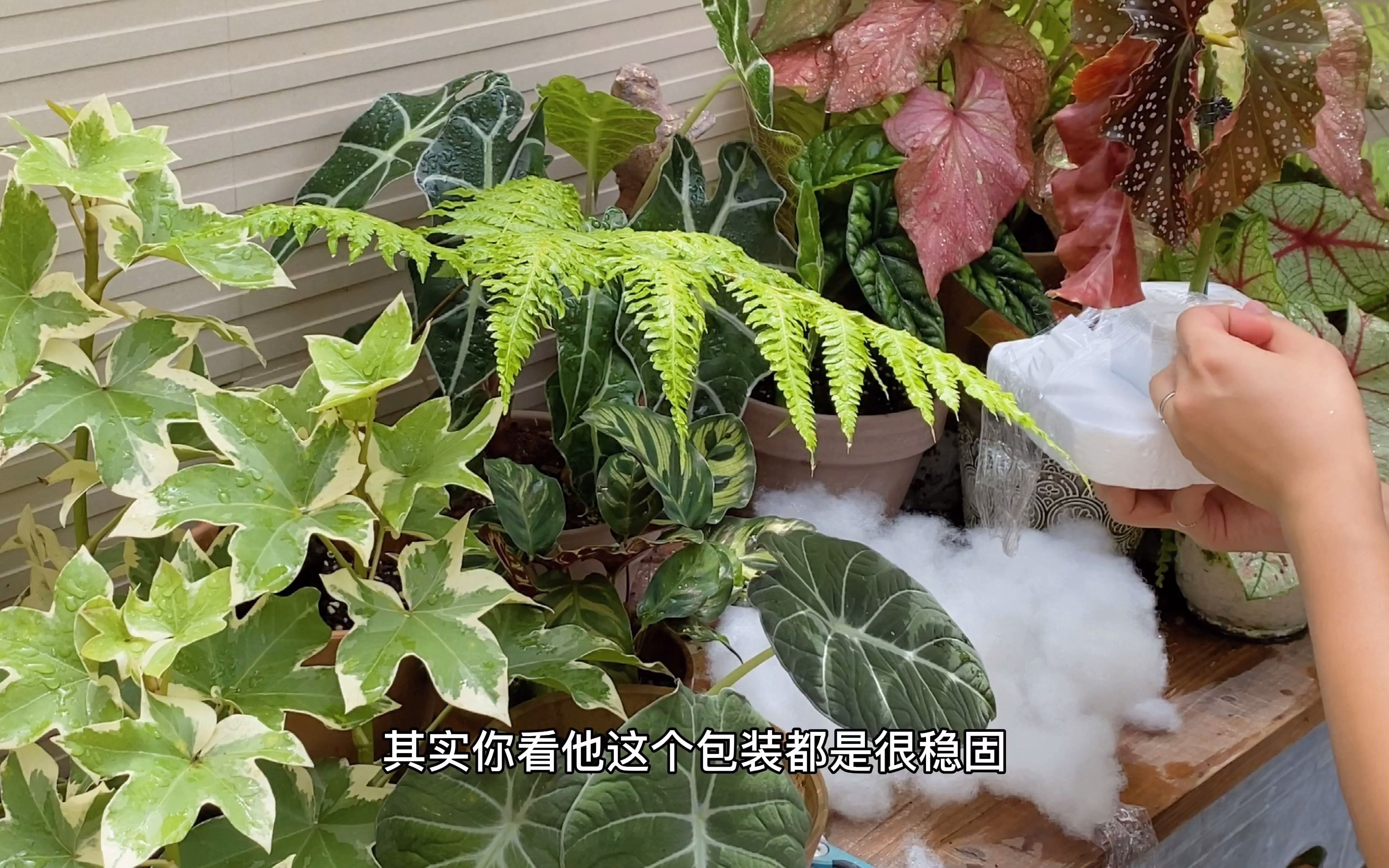 植物开箱|白冰秋海棠・裂叶玫瑰秋海棠(begonia whiteice & begonia cracklin rosie)哔哩哔哩bilibili