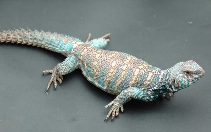 分享 收藏 -- -- 孔雀王者蜥 以体色多变华丽著称 生活在半沙漠地区