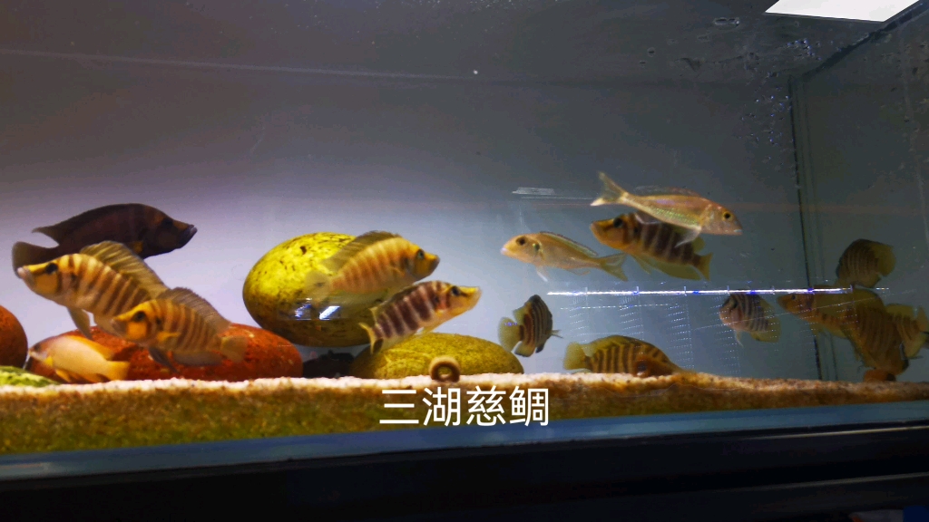 三湖慈鯛週日去官園逛花鳥蟲魚市場看到了很多很多好東西