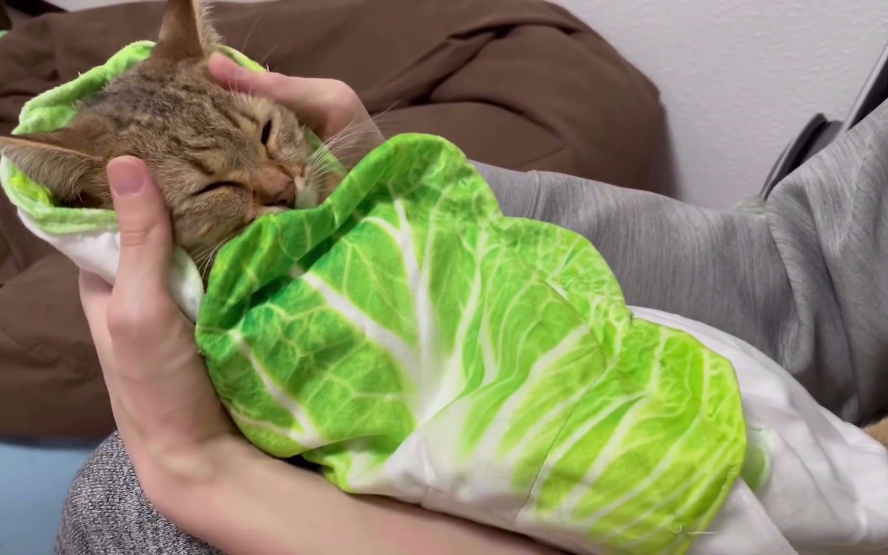 白菜猫你喜欢吗【嘿嘿嘿】