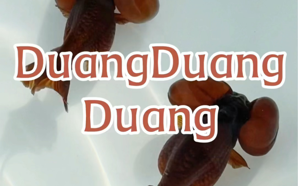 Duangduangduang的水泡金鱼哔哩哔哩bilibili