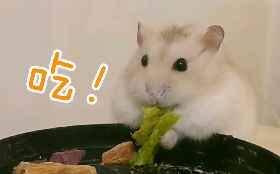 仓鼠二胖近期认真吃饭合集