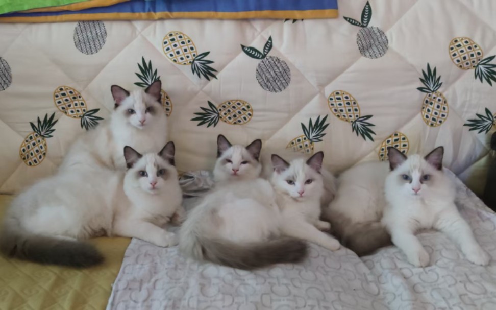 一群布偶猫图片