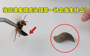 Descargar video: 虎头蜂用毒针往鼻涕虫上蛰一针会发生什么？被蛰的瞬间鼻涕虫变身