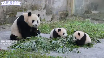 Скачать видео: 【大熊猫莽仔】两个小家伙已经对妈妈的竹子感兴趣啦！