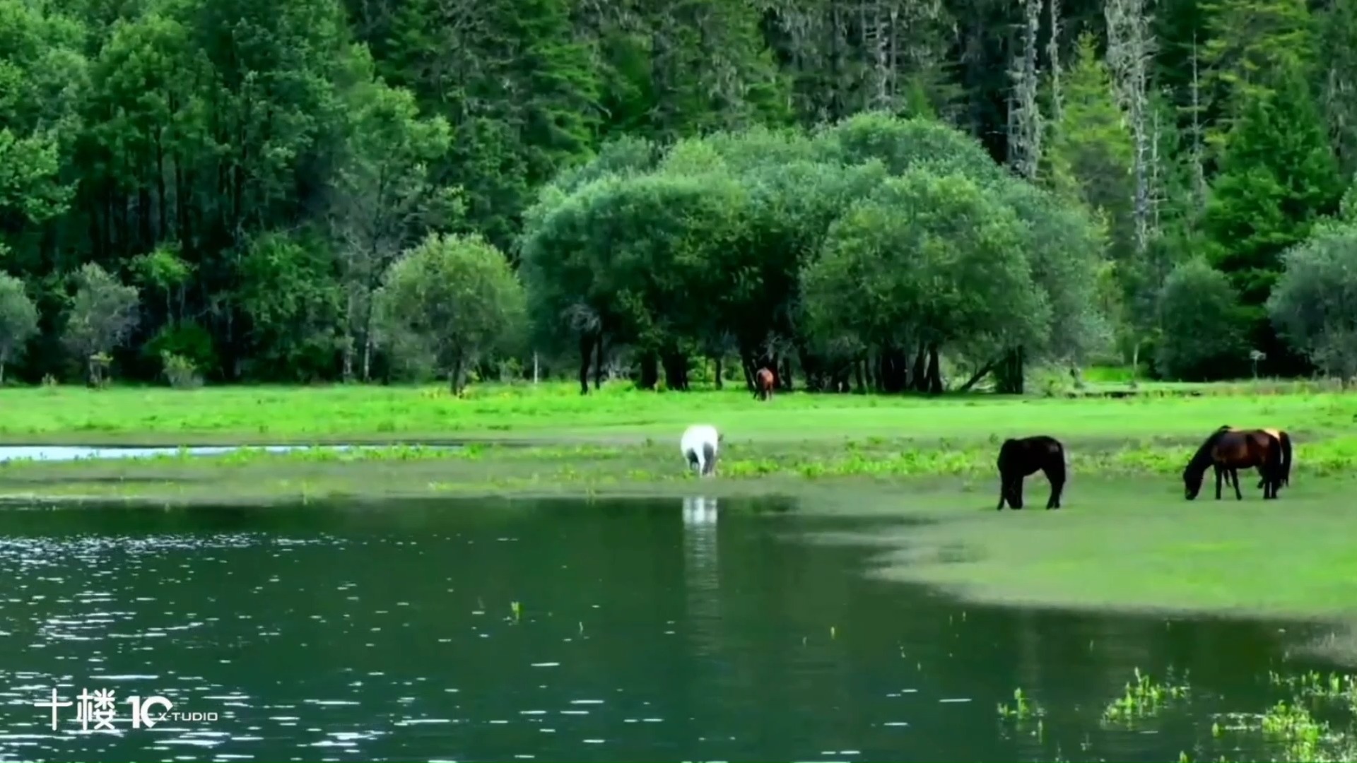 西藏波密岗云杉林--中国最美十大森林之一