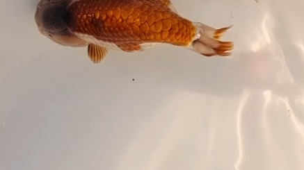 血清兰寿,紫寿,特色兰寿金鱼,有没有喜欢