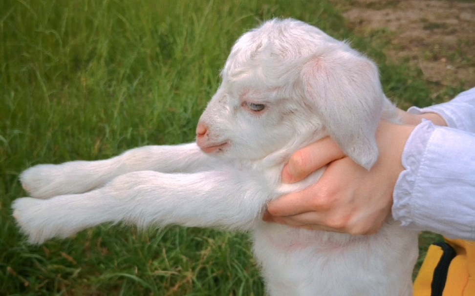 来吸小奶羊!_哔哩哔哩 (゜-゜)つロ 干杯~-bilibili