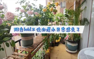 Скачать видео: 阳台hold不住的可藤可灌的月季移走了