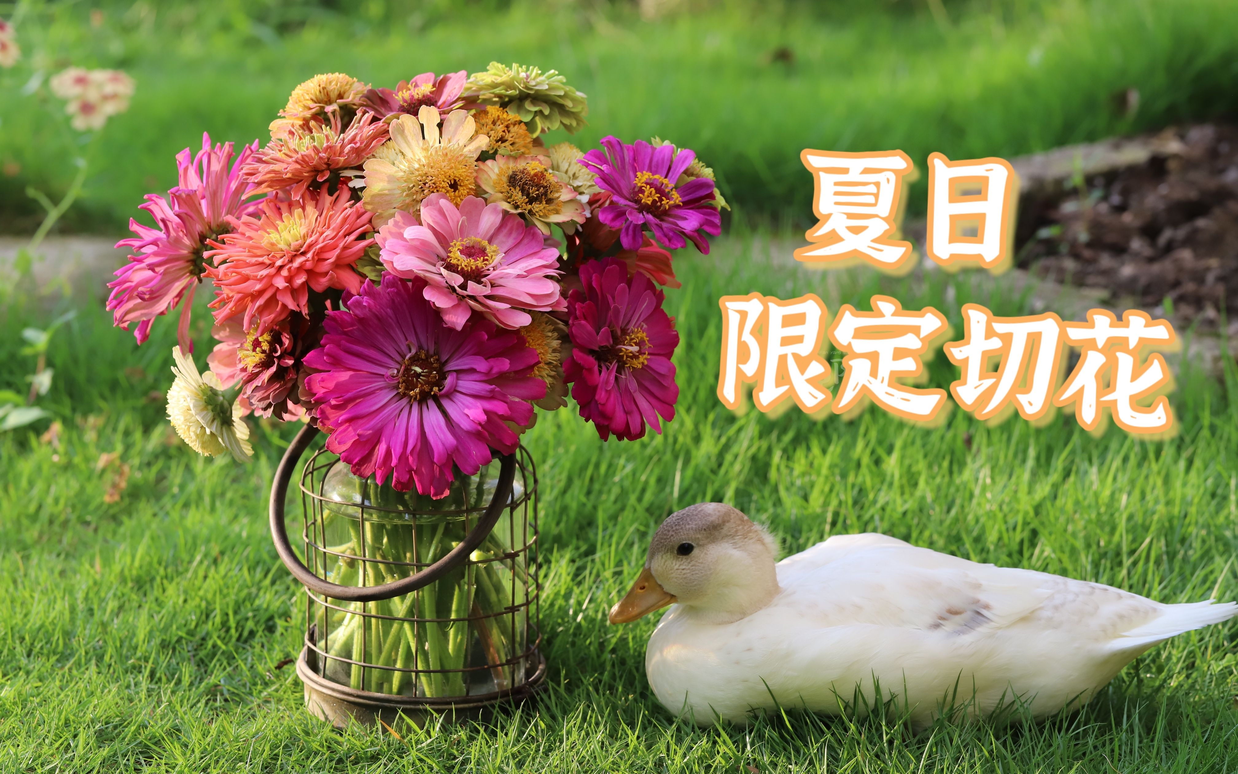 【花园工作日6.18】夏日限定切花百日草来临!春石斛繁殖初体验,剑兰继续收球又丰收哔哩哔哩bilibili