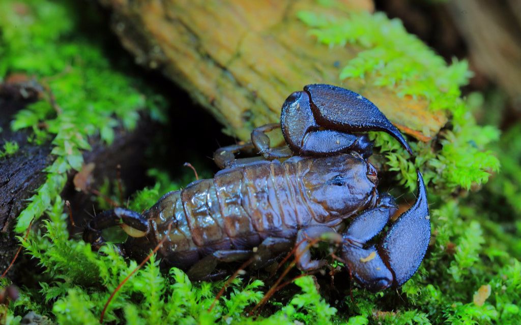 八重山开箱【补发】