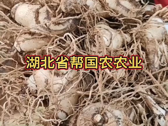 湖北省帮国农农业科技有限公司 黄精白芨合作种植一片大丰收哔哩哔哩bilibili