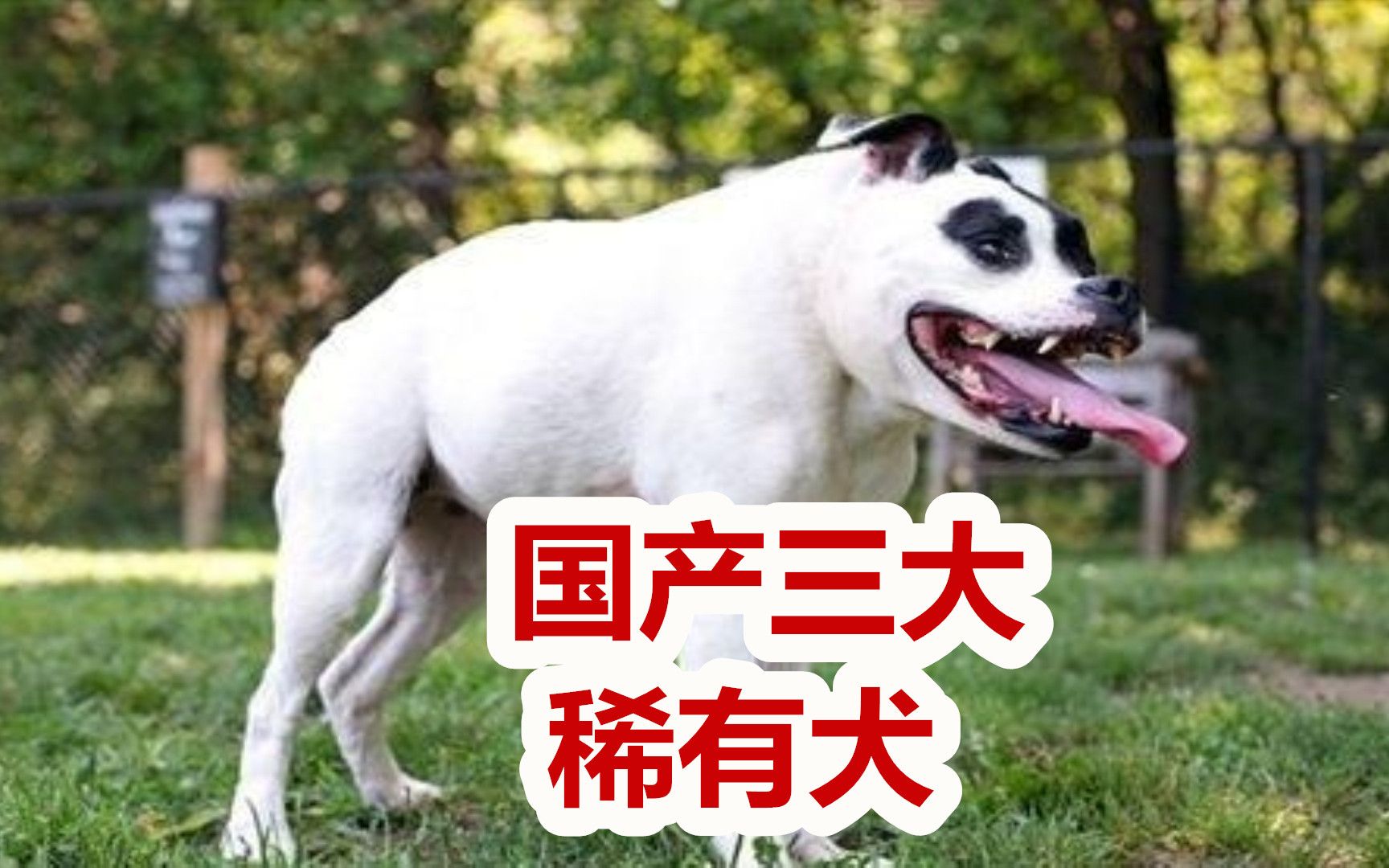 国产三大稀有犬种,中国福犬再度发现,板凳狗更是难得一见哔哩哔哩bilibili